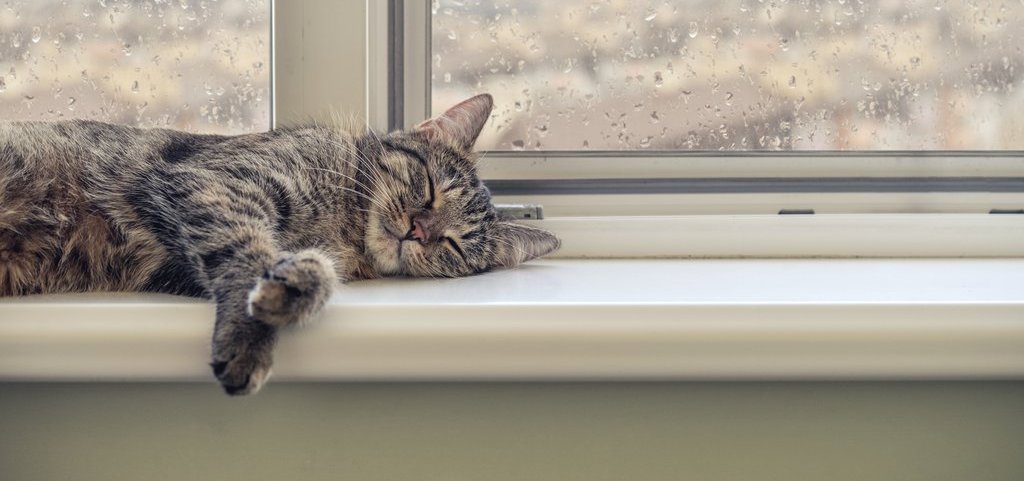 Eine Katze schläft auf der Fensterbank, draußen regnet es